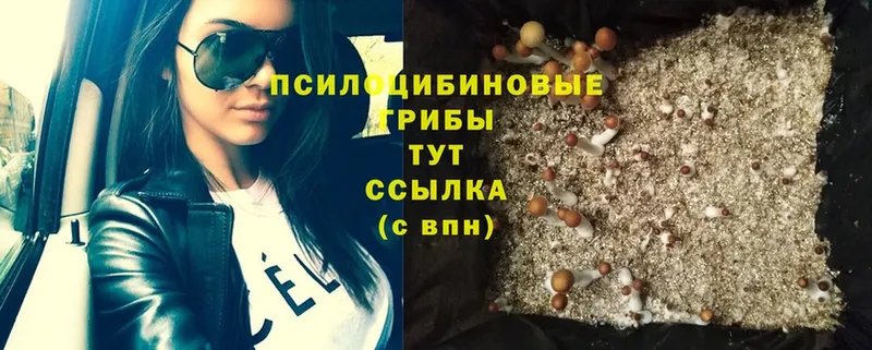 Галлюциногенные грибы Psilocybe  Белореченск 